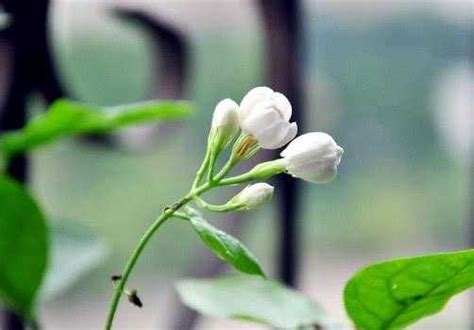 茉莉花怎麼種|茉莉花的種植方法：養護、修剪、澆水、施肥、換盆……一篇教會。